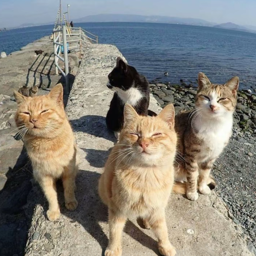 大米哦一西
