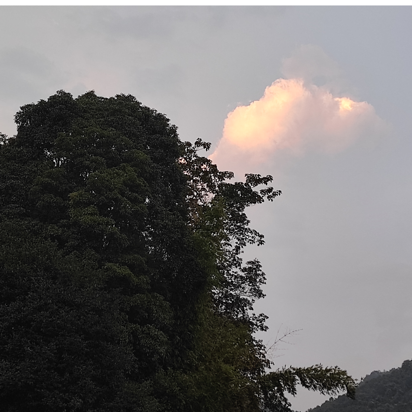 池鱼