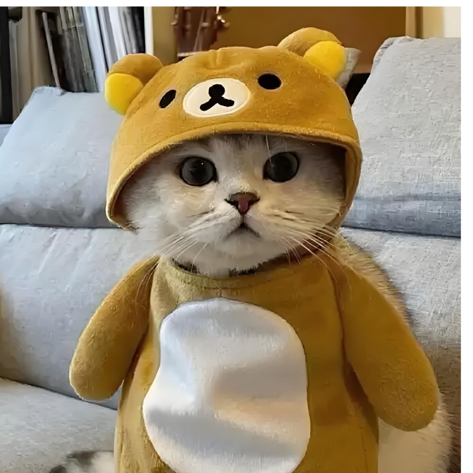 哈基咪