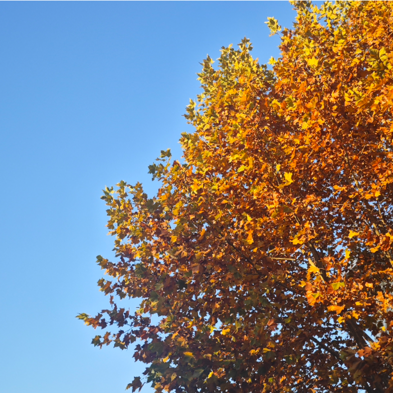 三十渡仙·狐罹殇