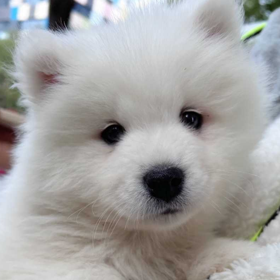 心想事成卡瓦桑