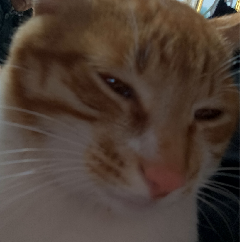猫瓶盖