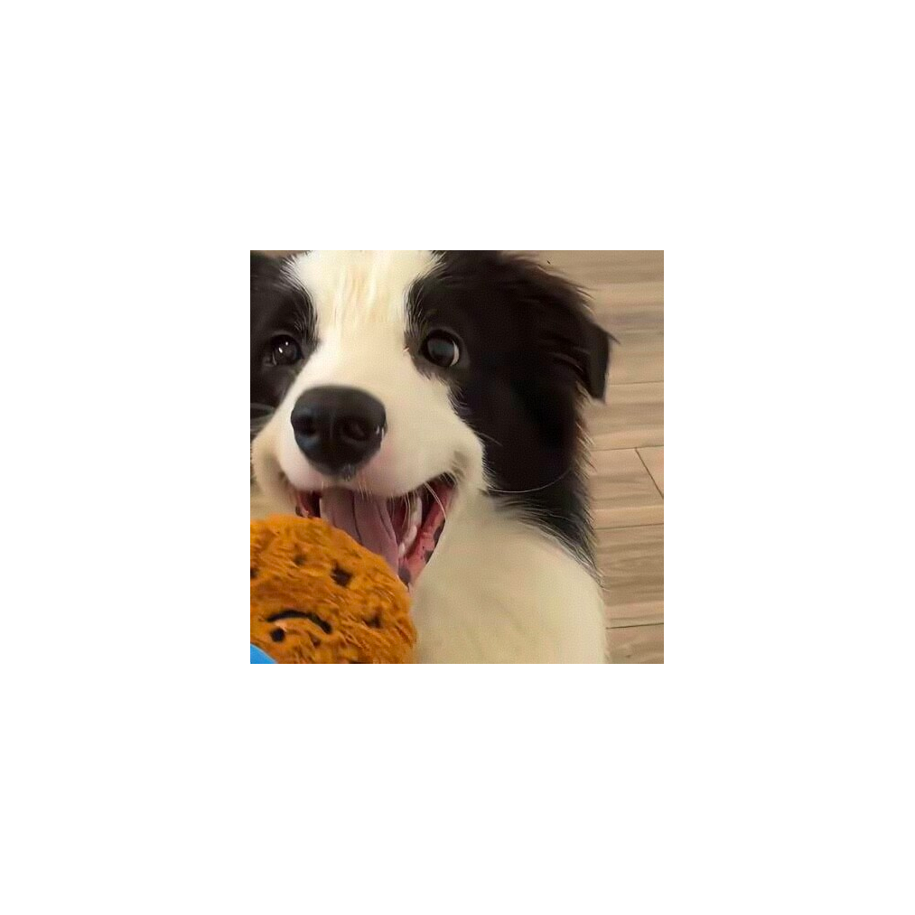 星光璀璨招募官