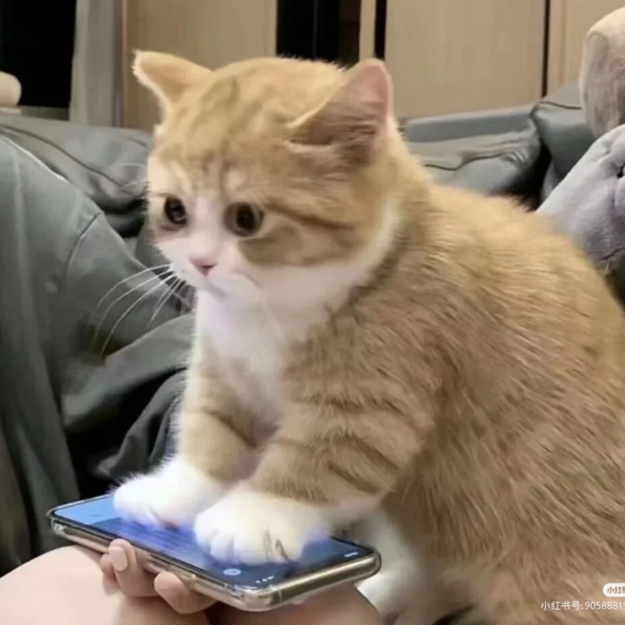 又菜又爱玩