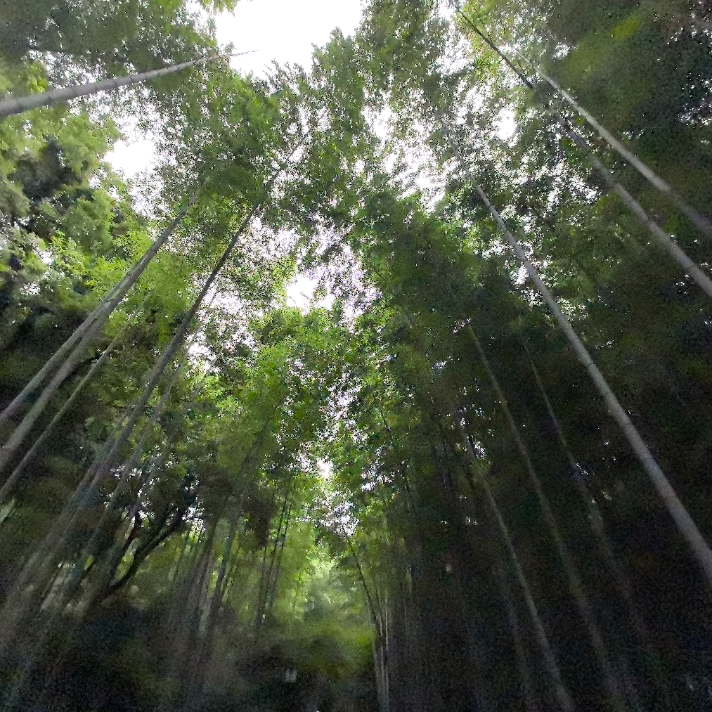 君遮风雨