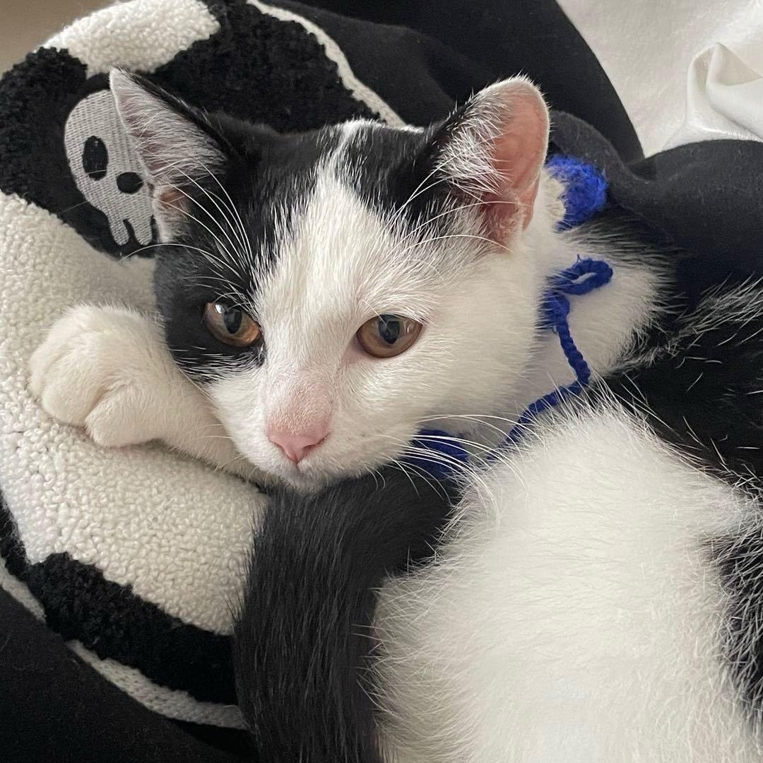 模拟帝国 姜雨欣