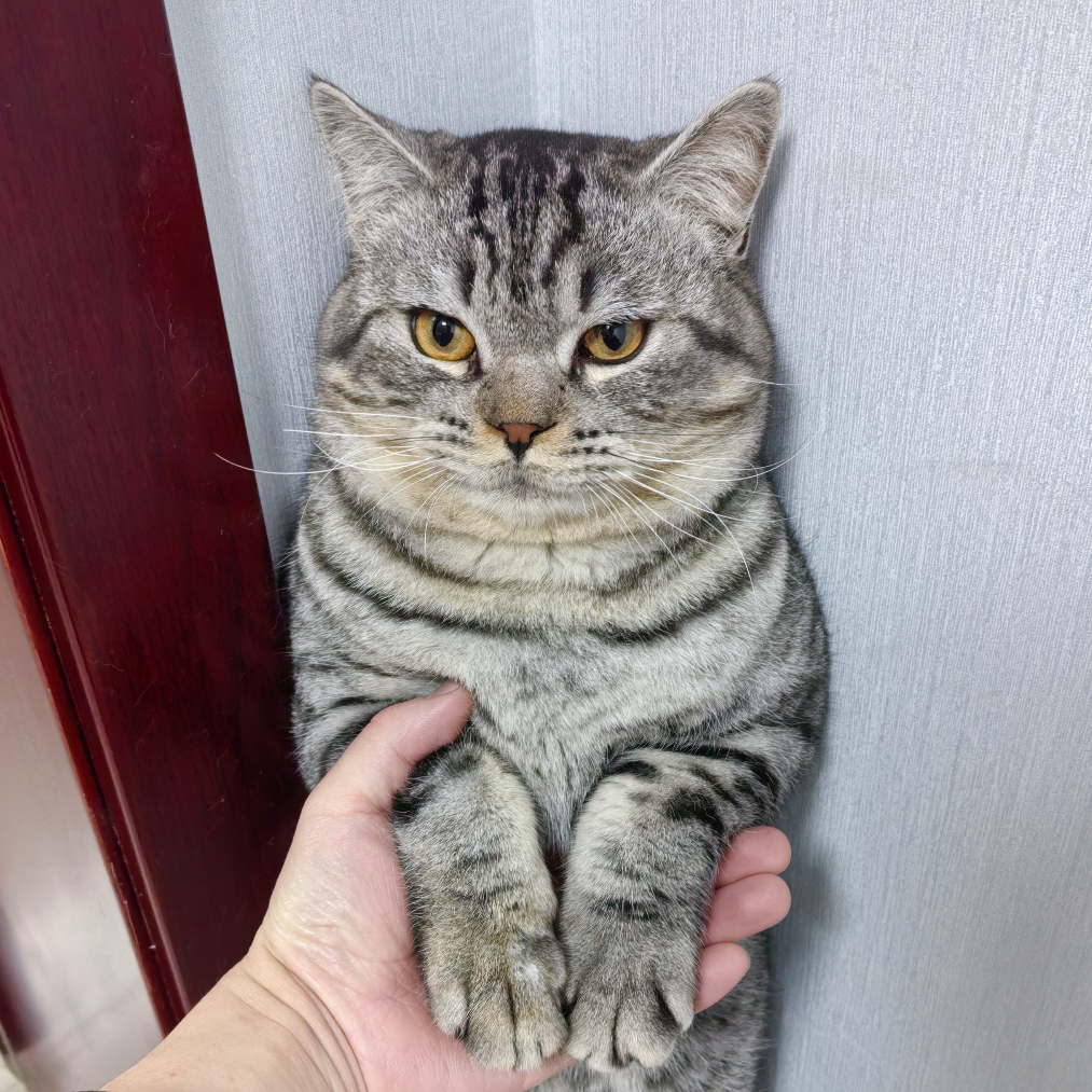 嗷呜！