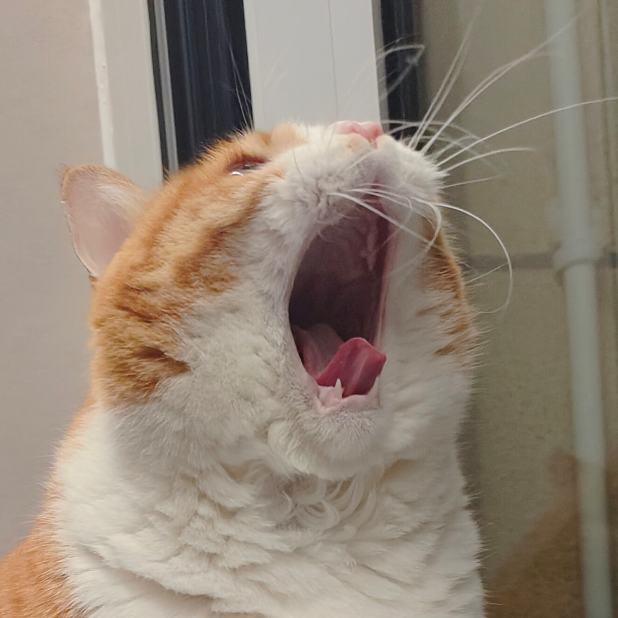 毕铛铛
