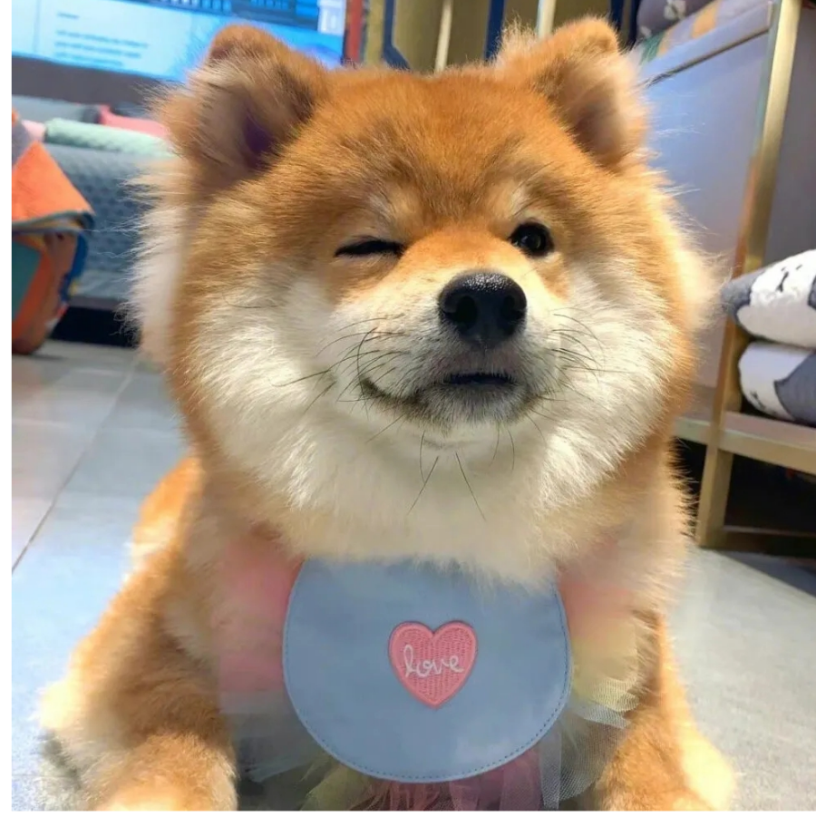 猫蝮蛇