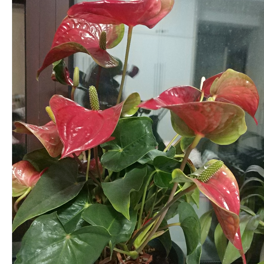 是俺老孙