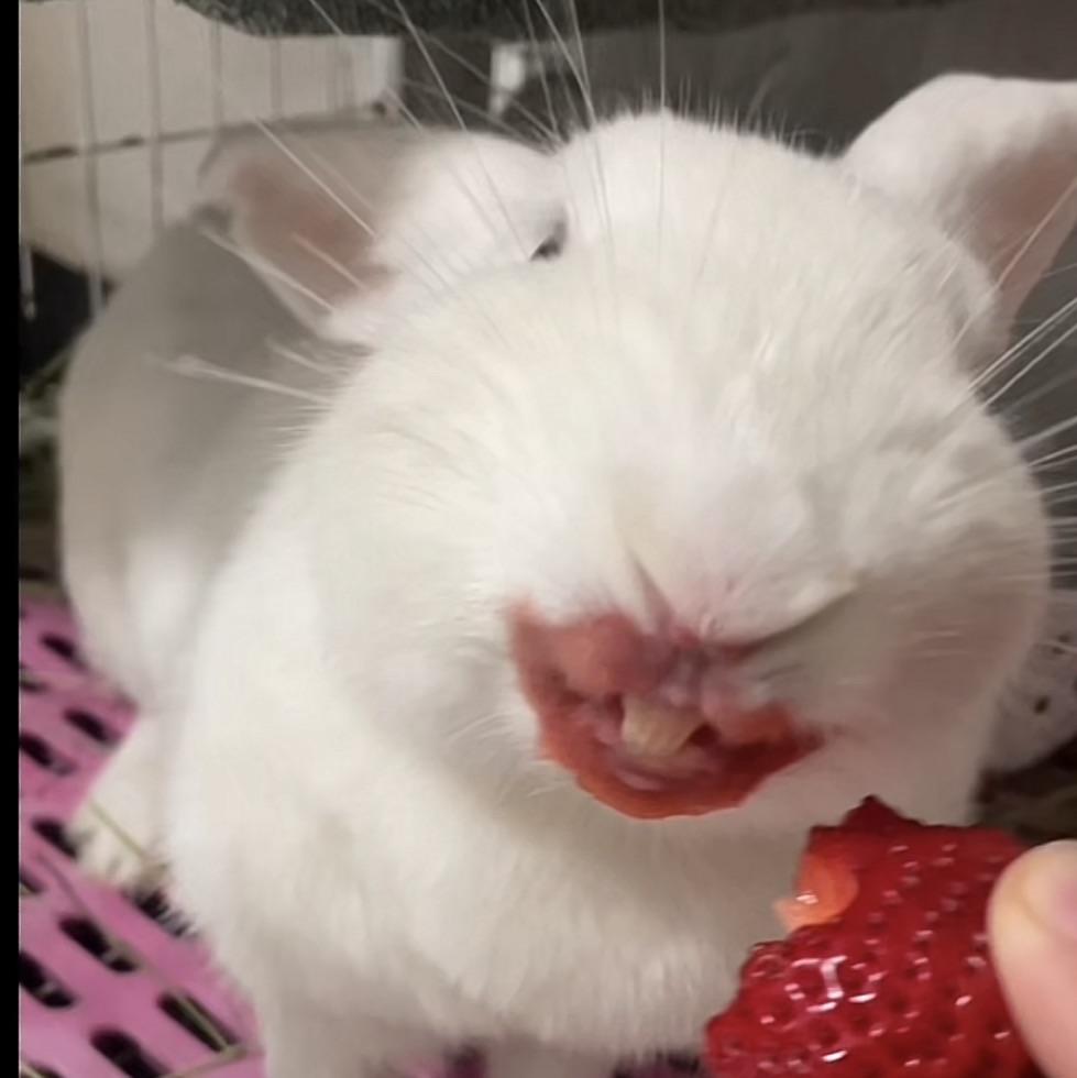 令人畏惧的草莓🍓兔