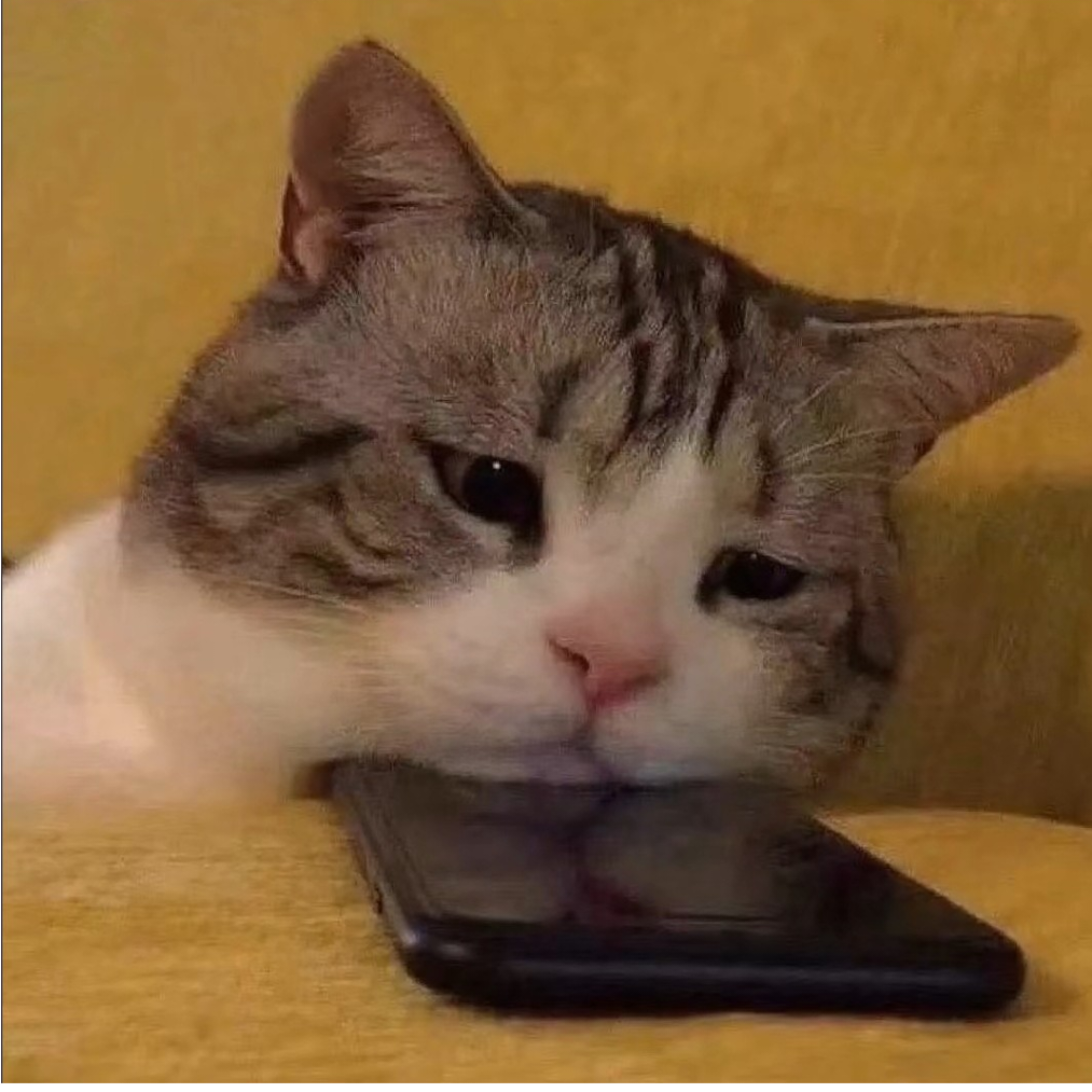 猫无梦