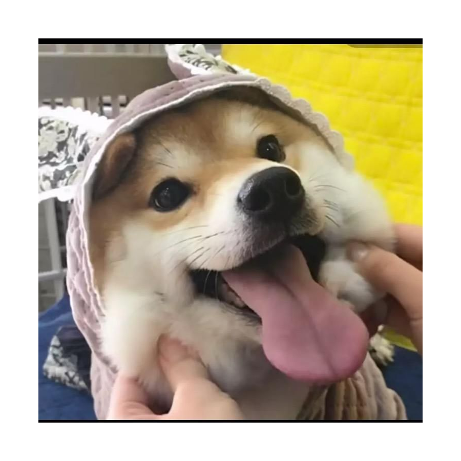 汪汪碎冰冰