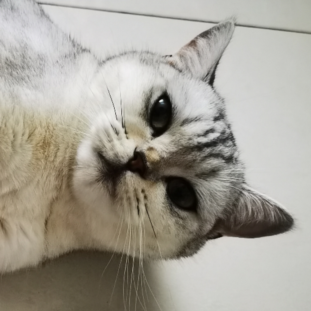 喵