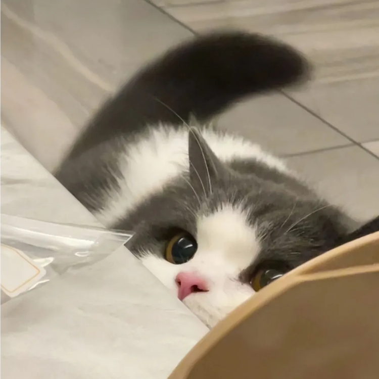 瞳儿
