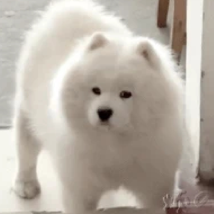 琪琪网。
