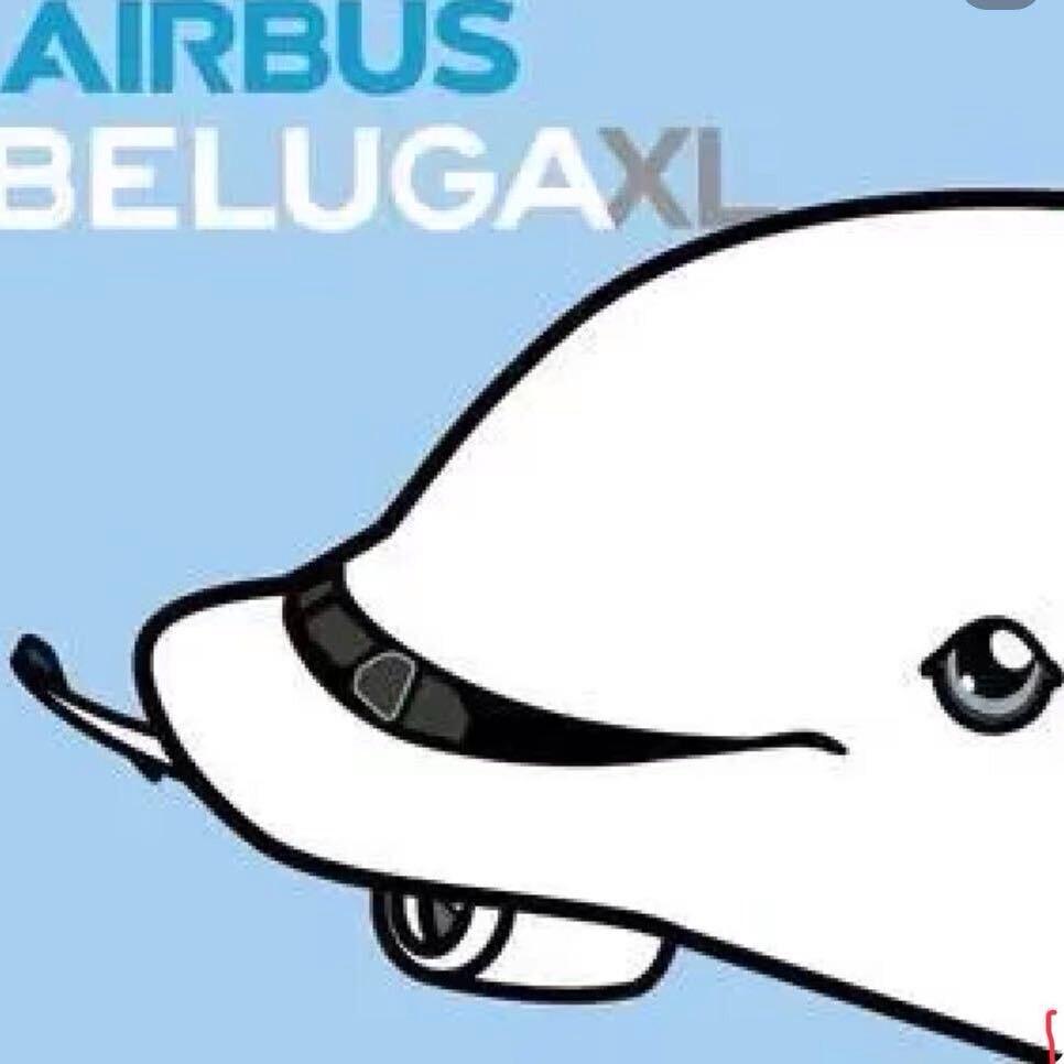 一只喜欢游泳的大白鲸