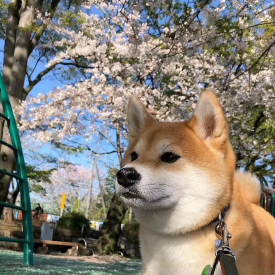 小薛