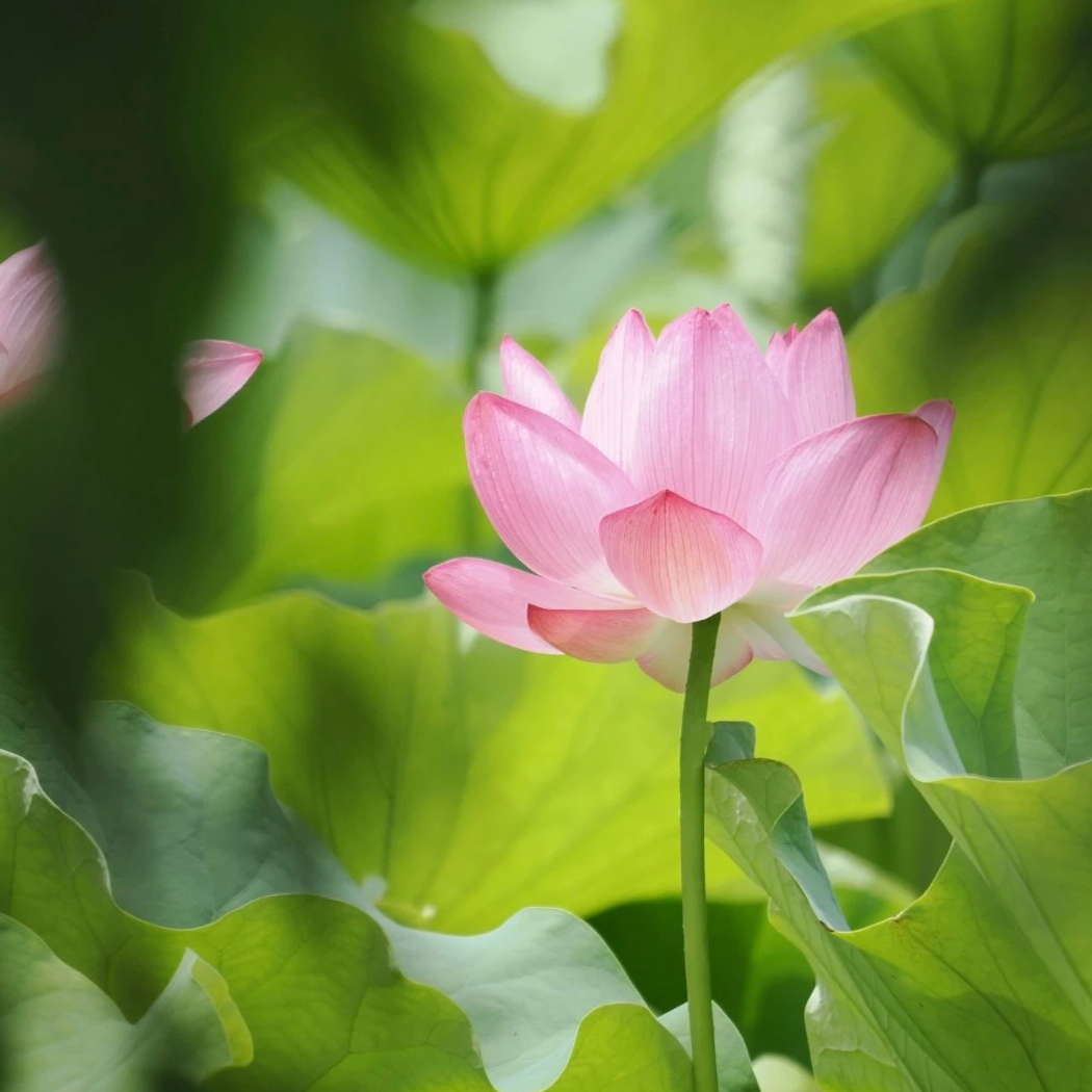 水芸