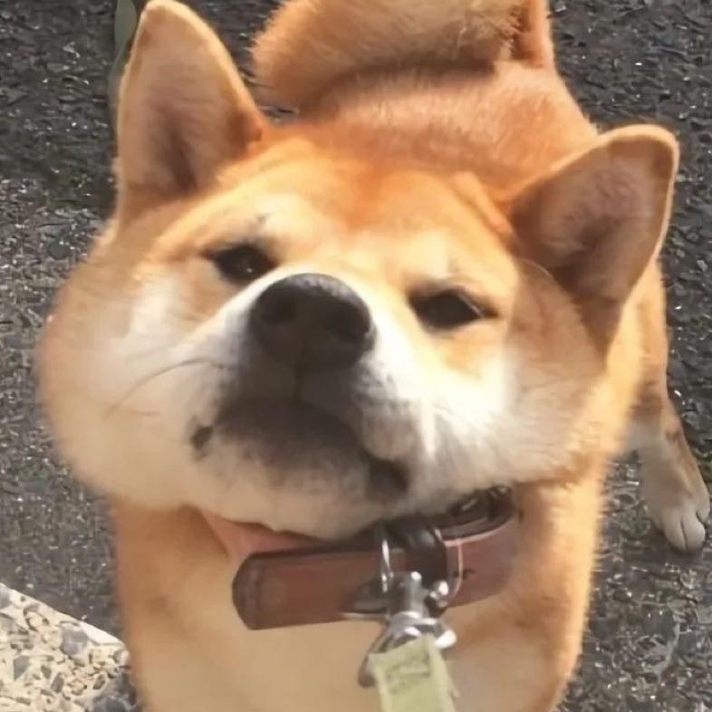 猪啊