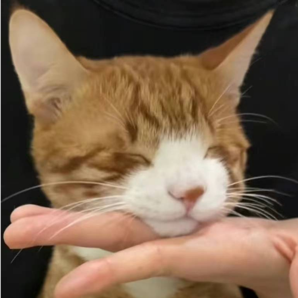 翔宇
