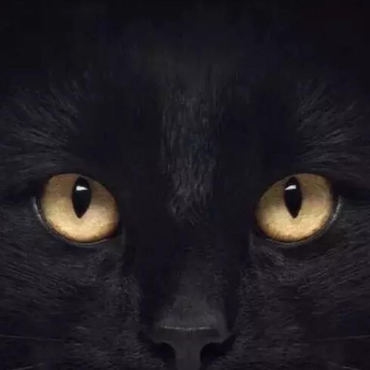 黑猫