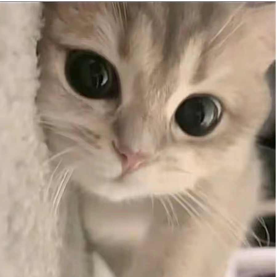 小巷乱窜的猫.