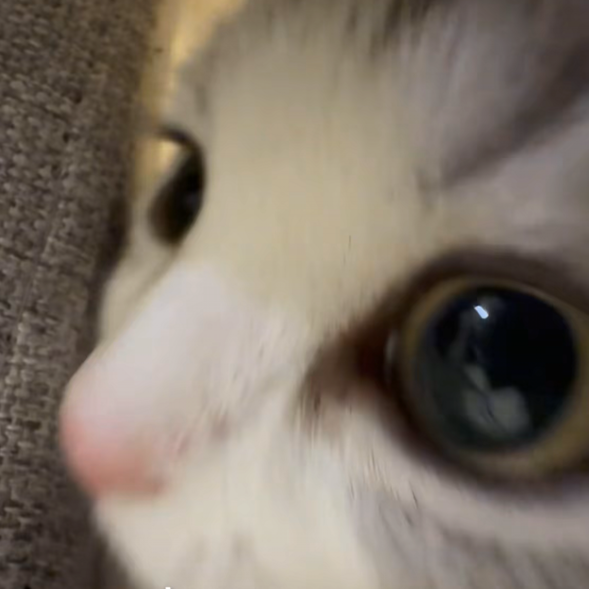 CX