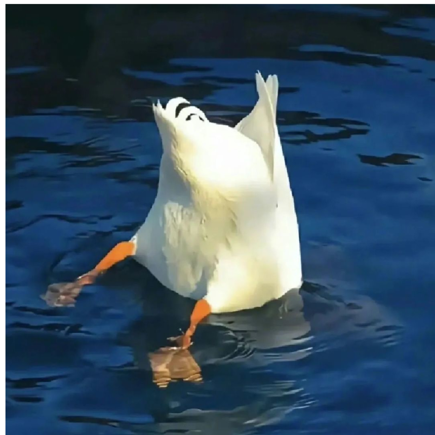 鱼九南丶