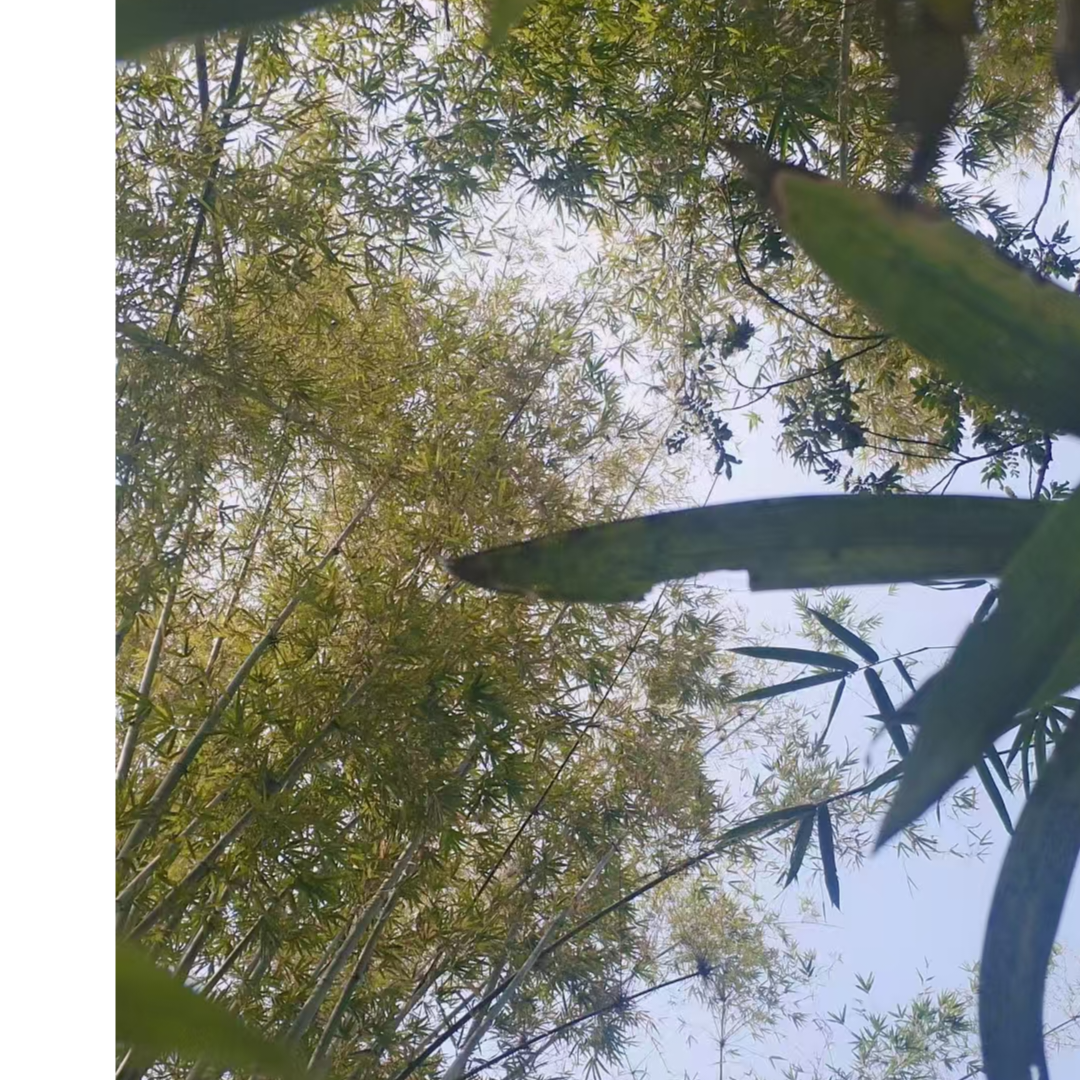 相思无解