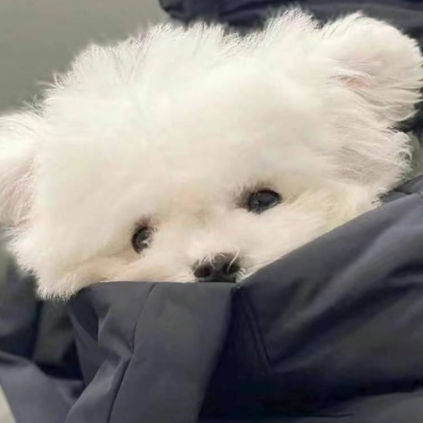羊