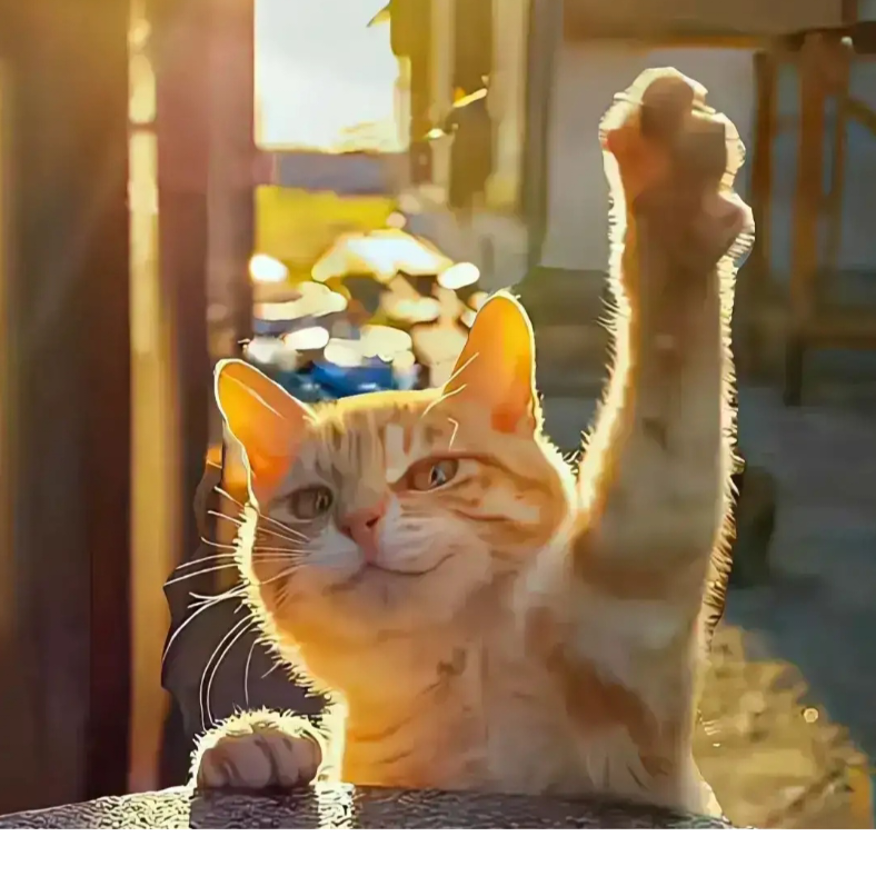 反方向的猫