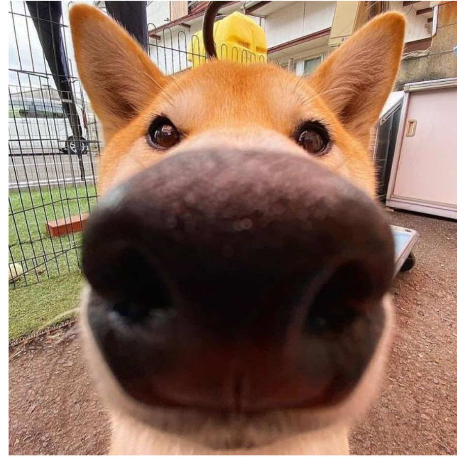 独白
