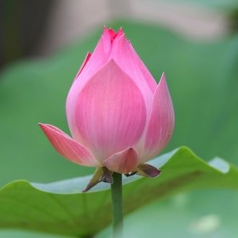 四季平安