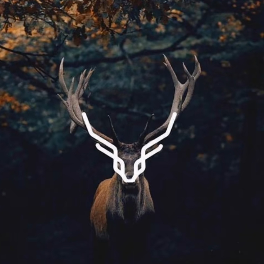 龙星