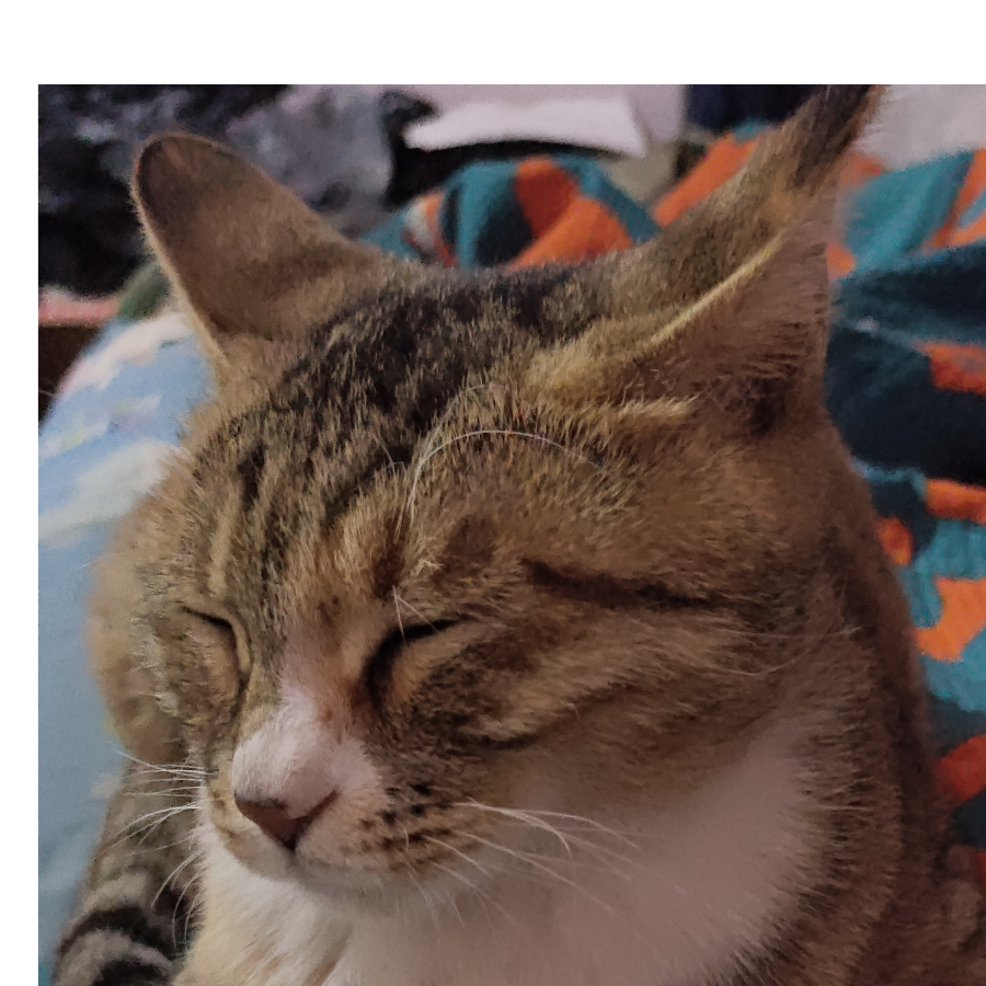 叶之秋