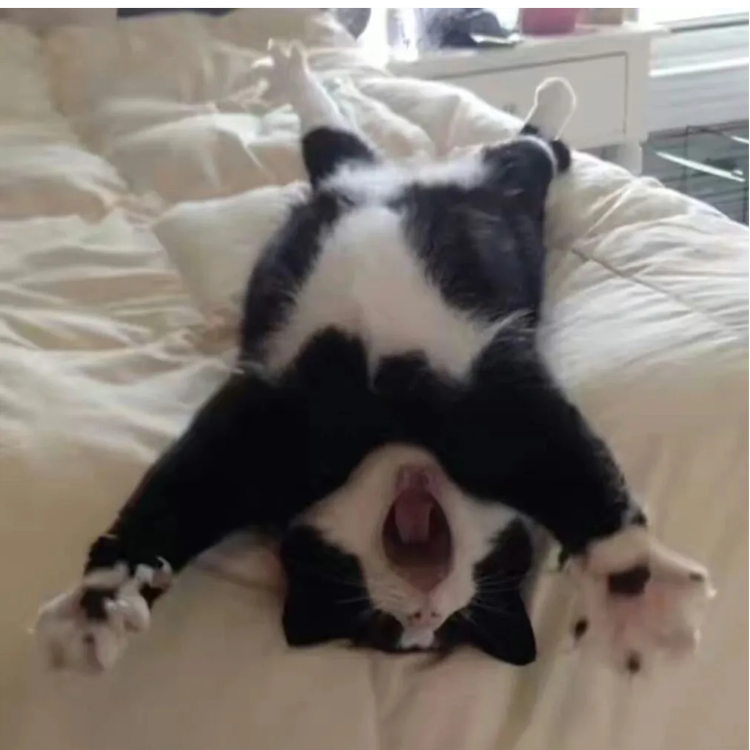 ¿