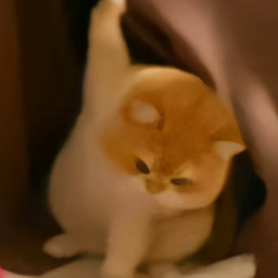 香蕉猫