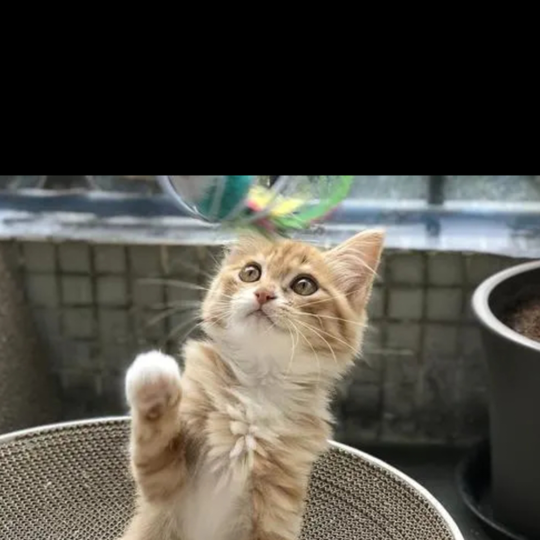 青鱼湾