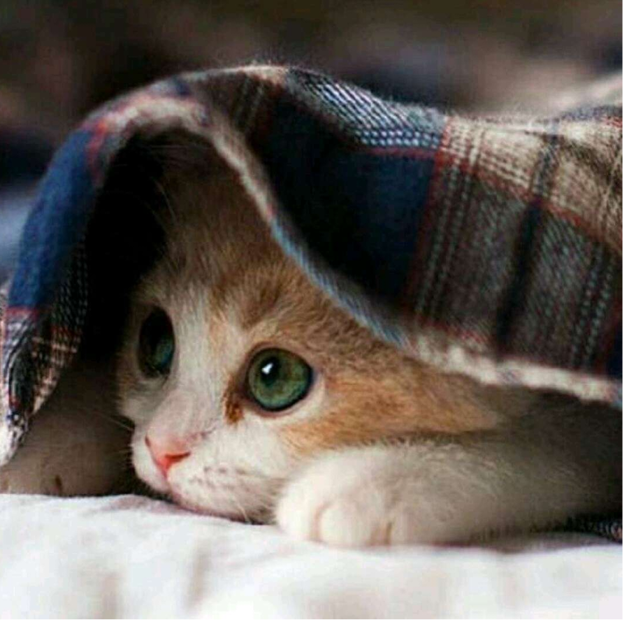 吃咸鱼的猫🐱