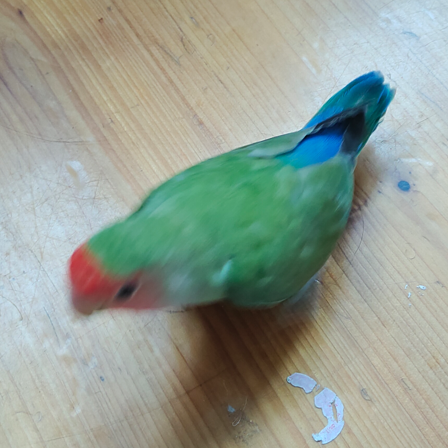 牛爷爷