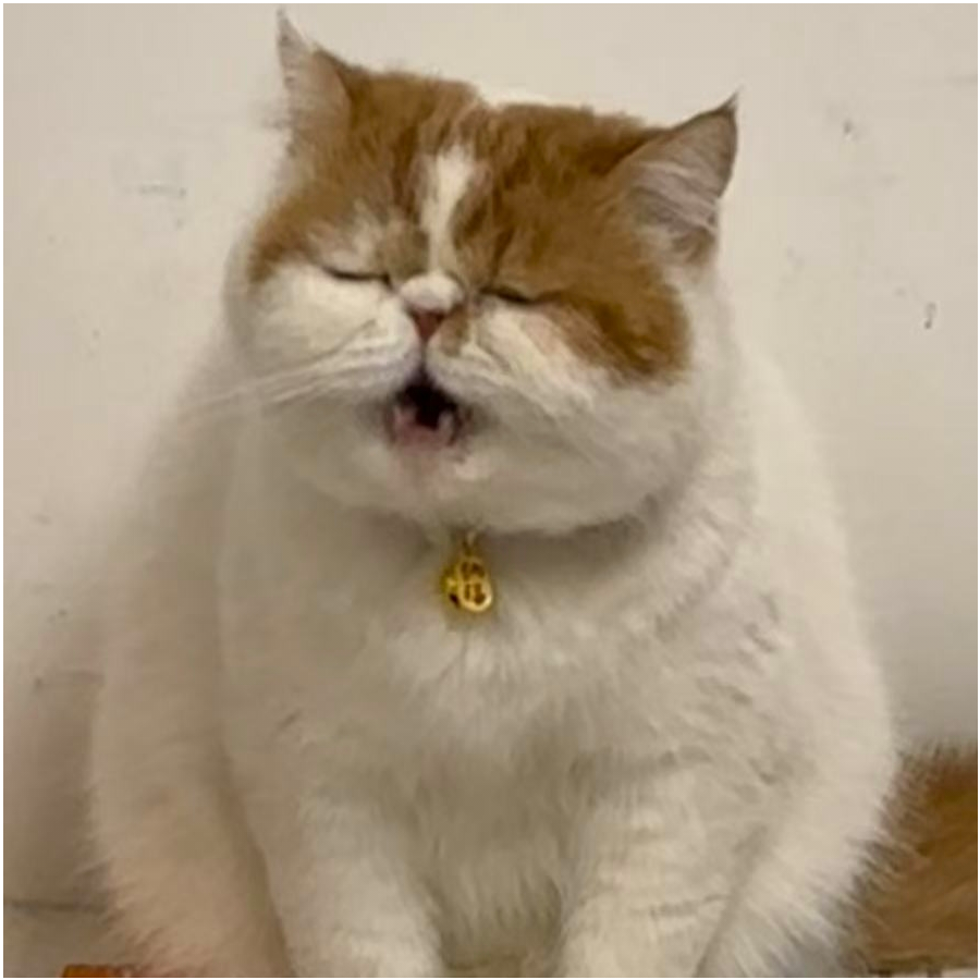 风岚