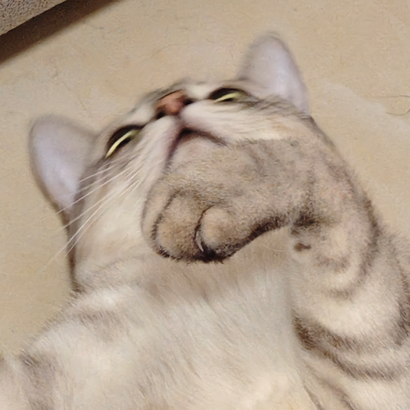 邪恶银渐层哩哩