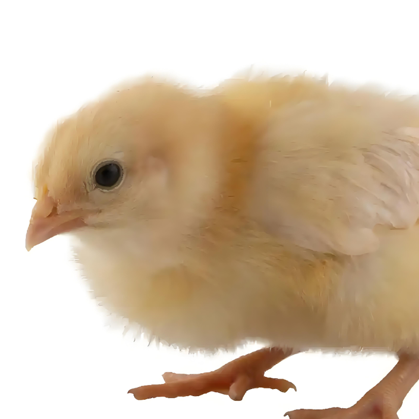 小ikun