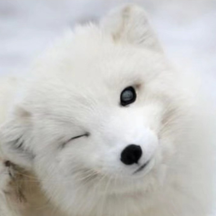 白鸦是什么颜色