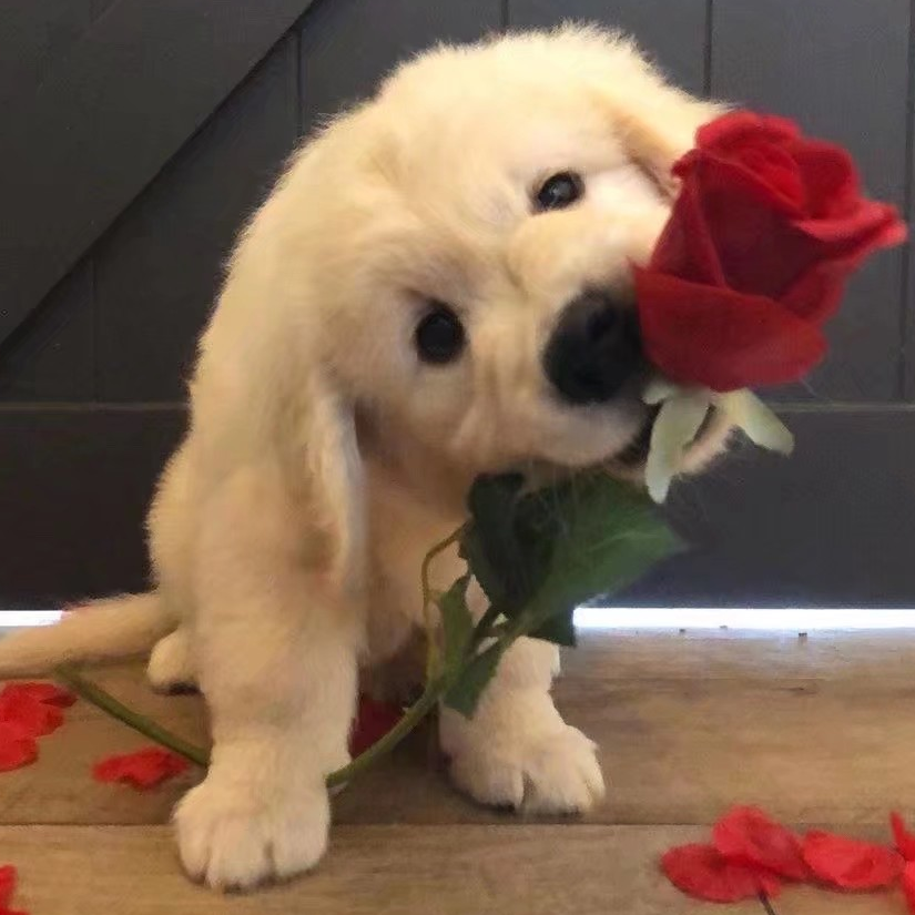 花犯