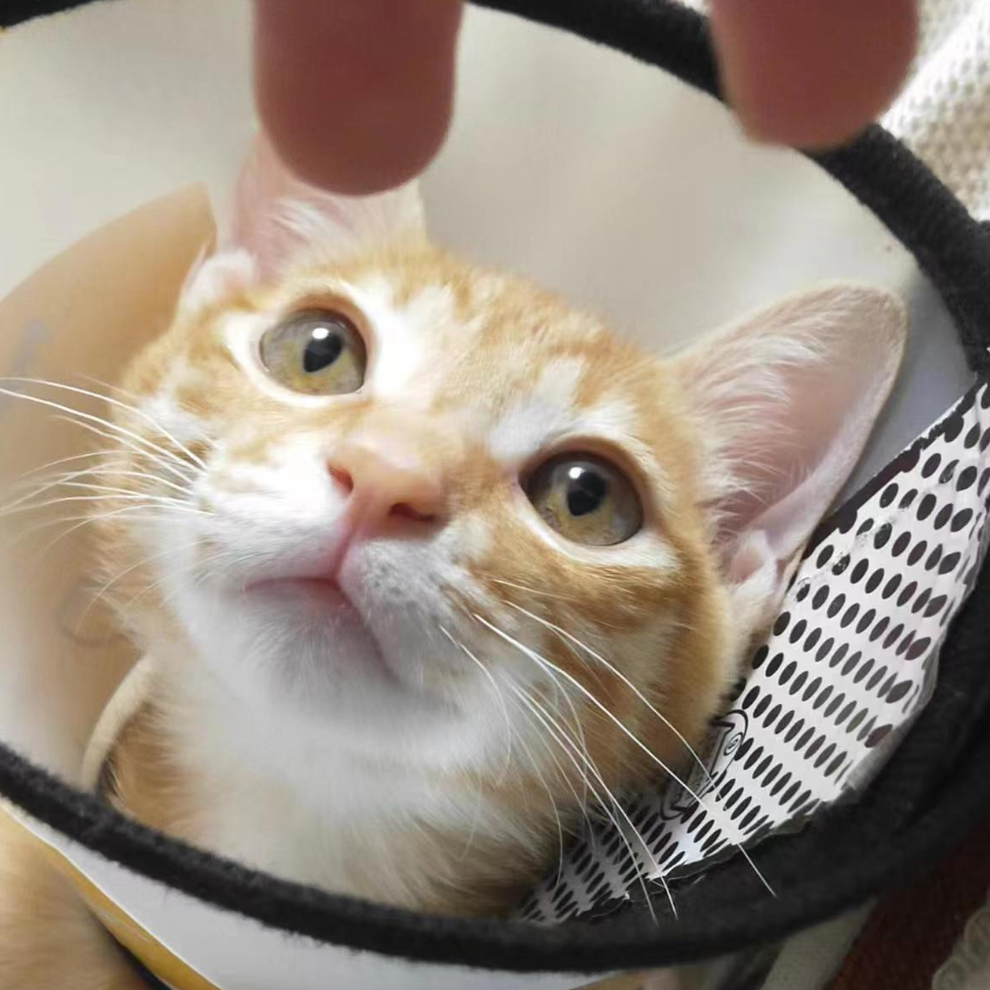 我的猫很开心