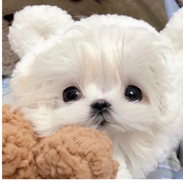 zoe