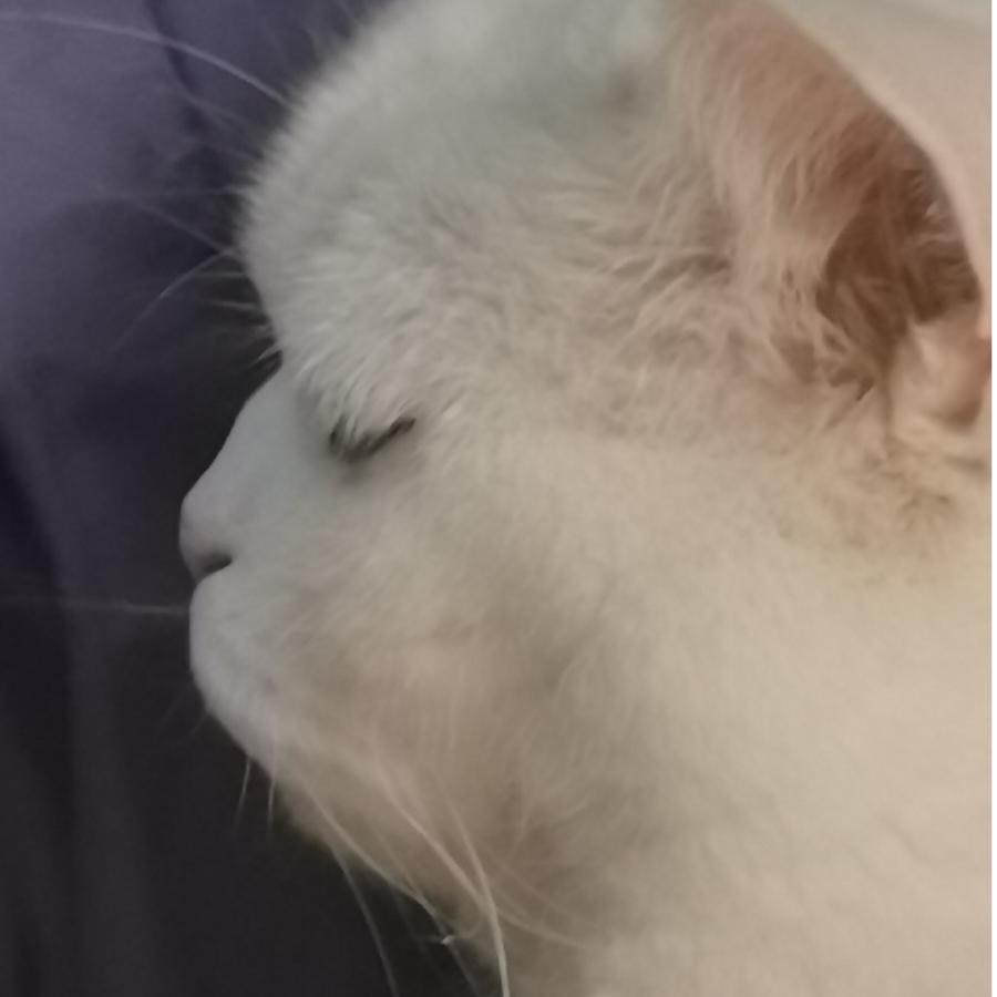 玖珑