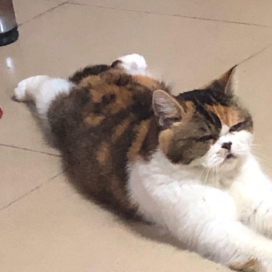 智贤